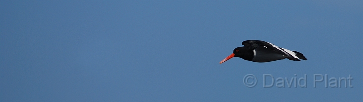 Oystercatcher flying -  B.JPG - Oystercatcher in flight - Shetland Islands